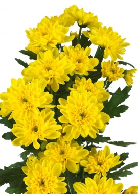 Хризантема кустовая желтая "Балтика"